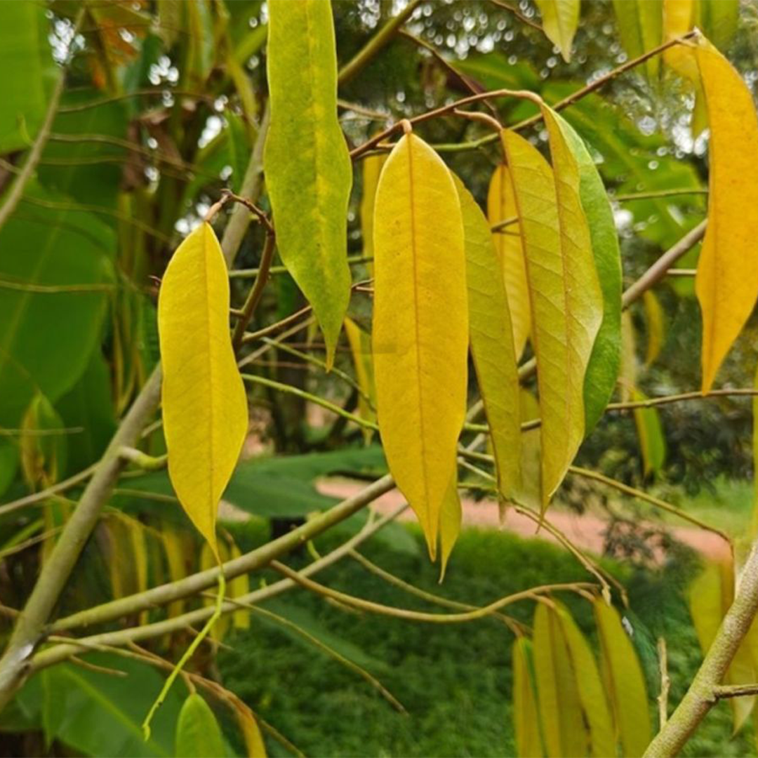 Vàng lá – thối rễ